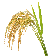 برنج سبوسدار از محصولات بومی و محلی