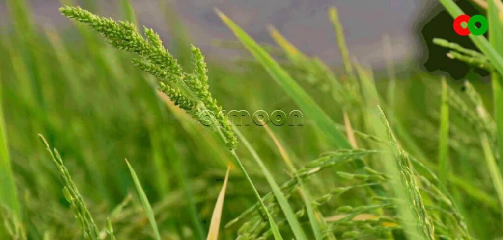 علفهای هرز و مشکل در کاشت برنج ارگانیک